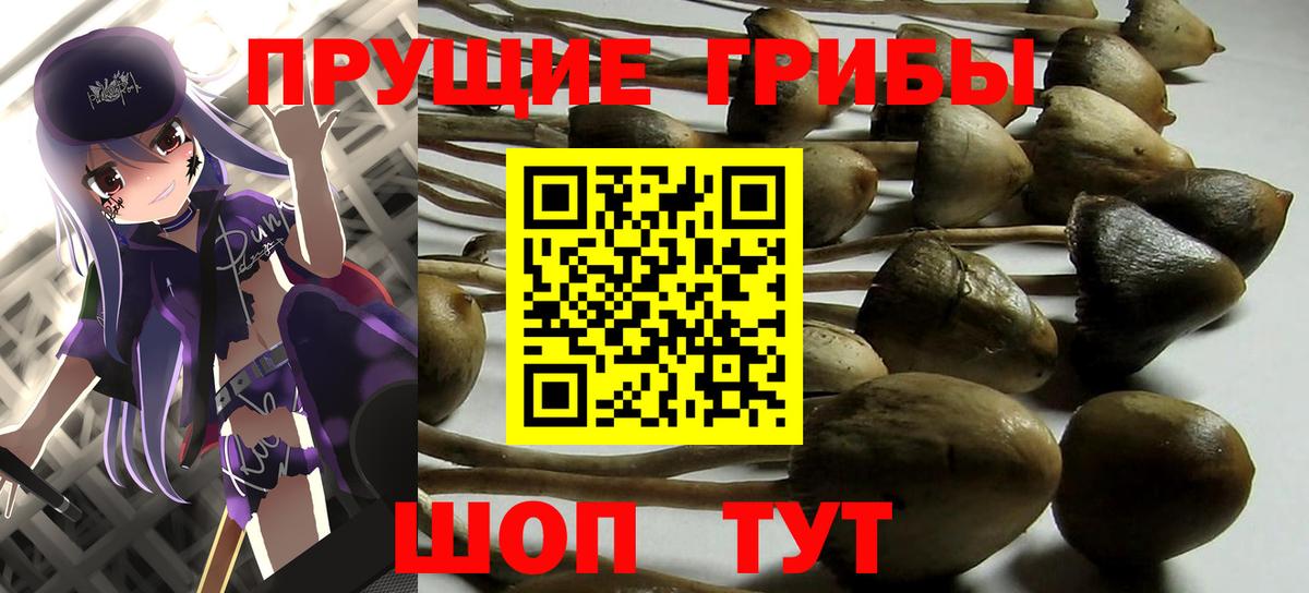 Галлюциногенные грибы Psilocybe Знаменск